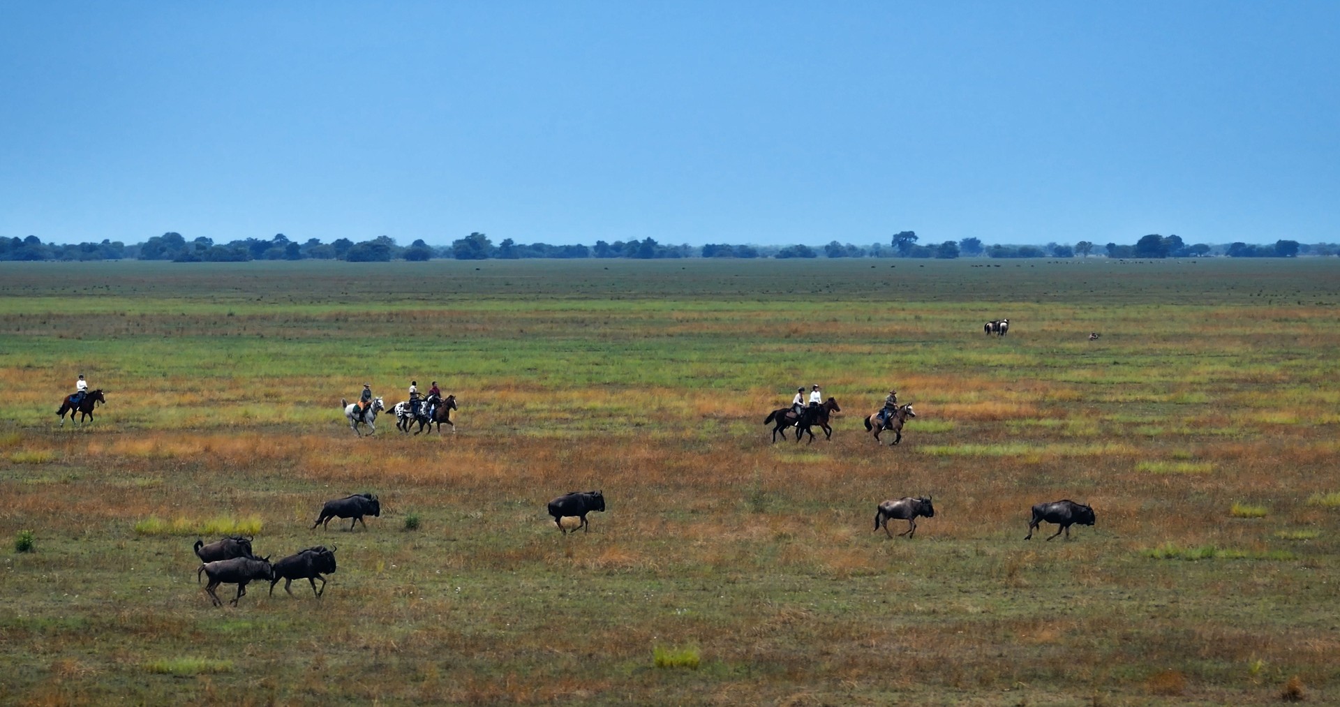 Horseback Safari Riders Among Grazing Wildebeest on African Plains