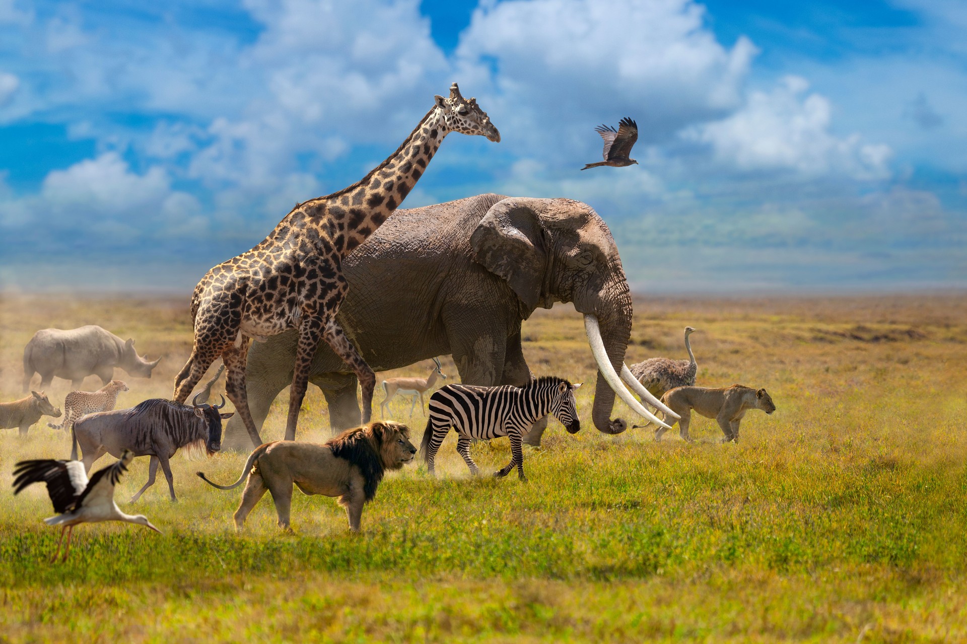 The most well-known animals in Africa walk in group across the plain.