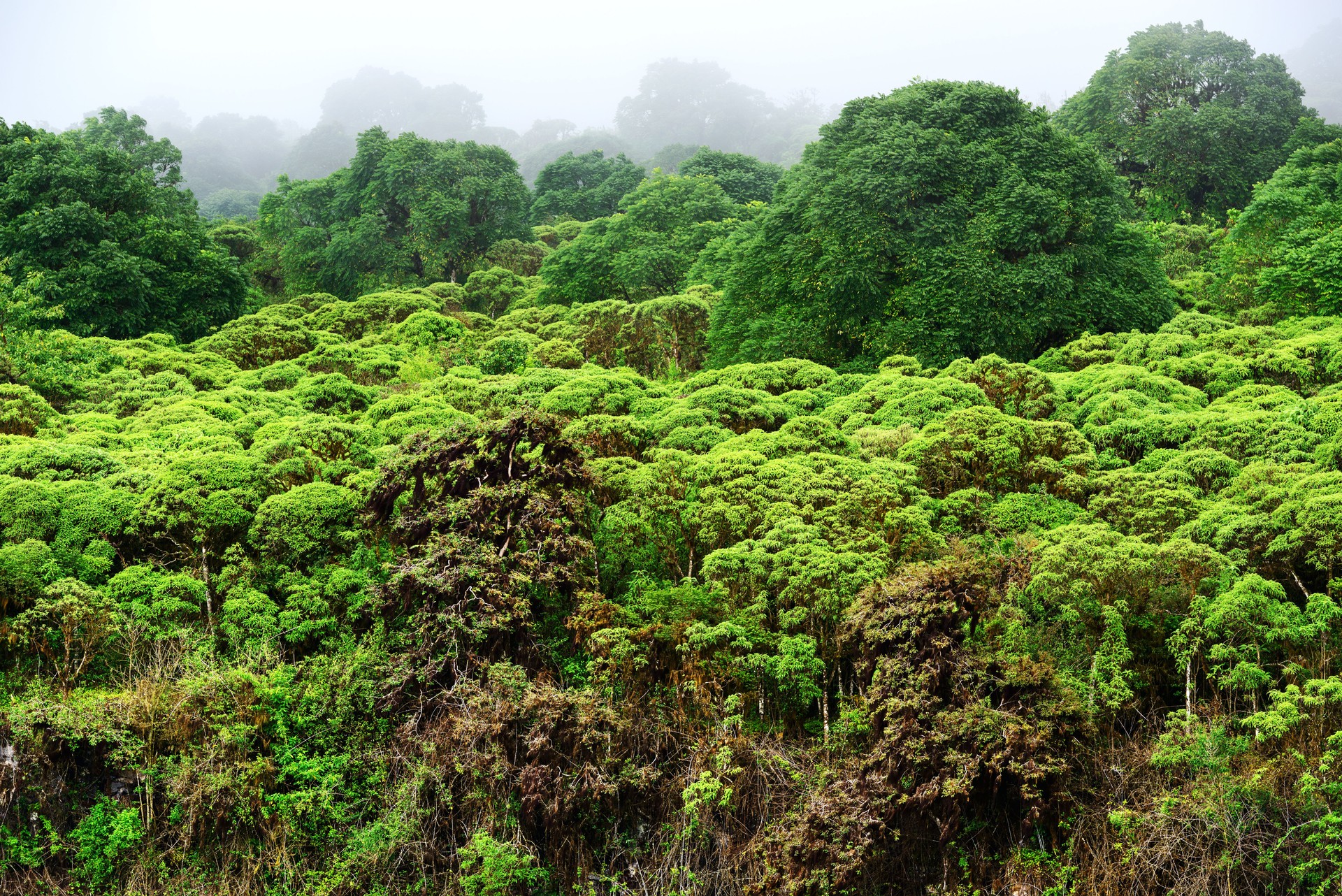 Highlands Vegetation on Sana Cruz, Galapagos Islands